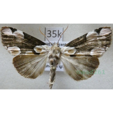 Thyatira batis (Linnaeus, 1758) Plamówka malinówka Czech35k